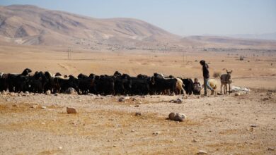 ¿Cuál es el método de “pastoreo ilegal” utilizado para colonizar Cisjordania? ¿Cuál es el método de “pastoreo ilegal” utilizado para colonizar Cisjordania?
